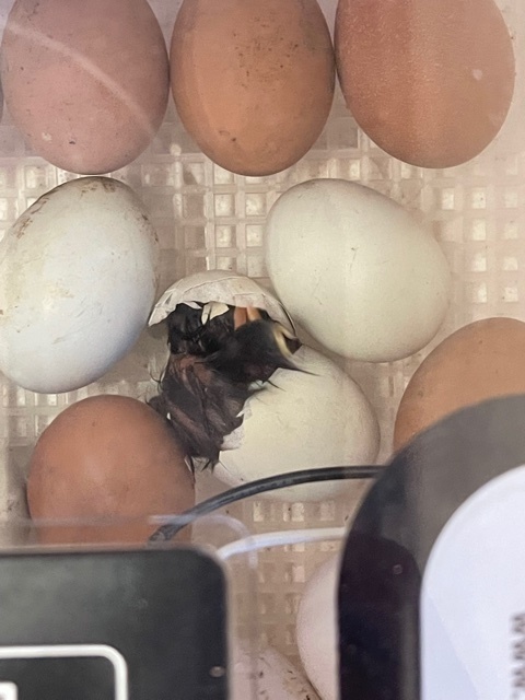 Chicks hatching